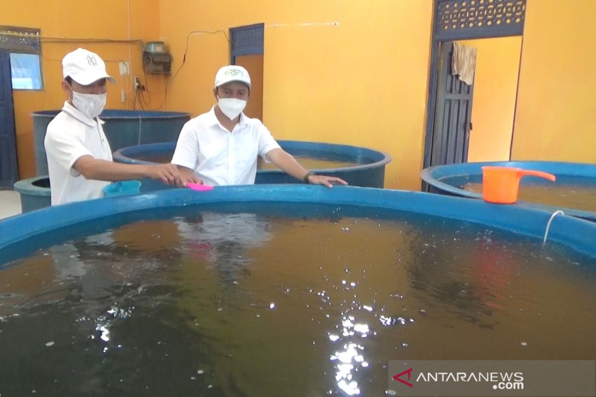 Bupati Sidrap Perintahkan Pembenahan Total Balai Benih Ikan